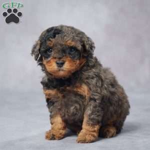 Stacy, Miniature Poodle Puppy